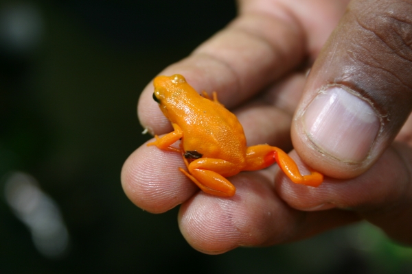 Golden frog