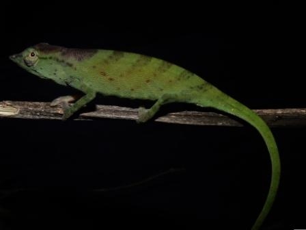 Calumma tarzan | Blog | Madagasikara Voakajy