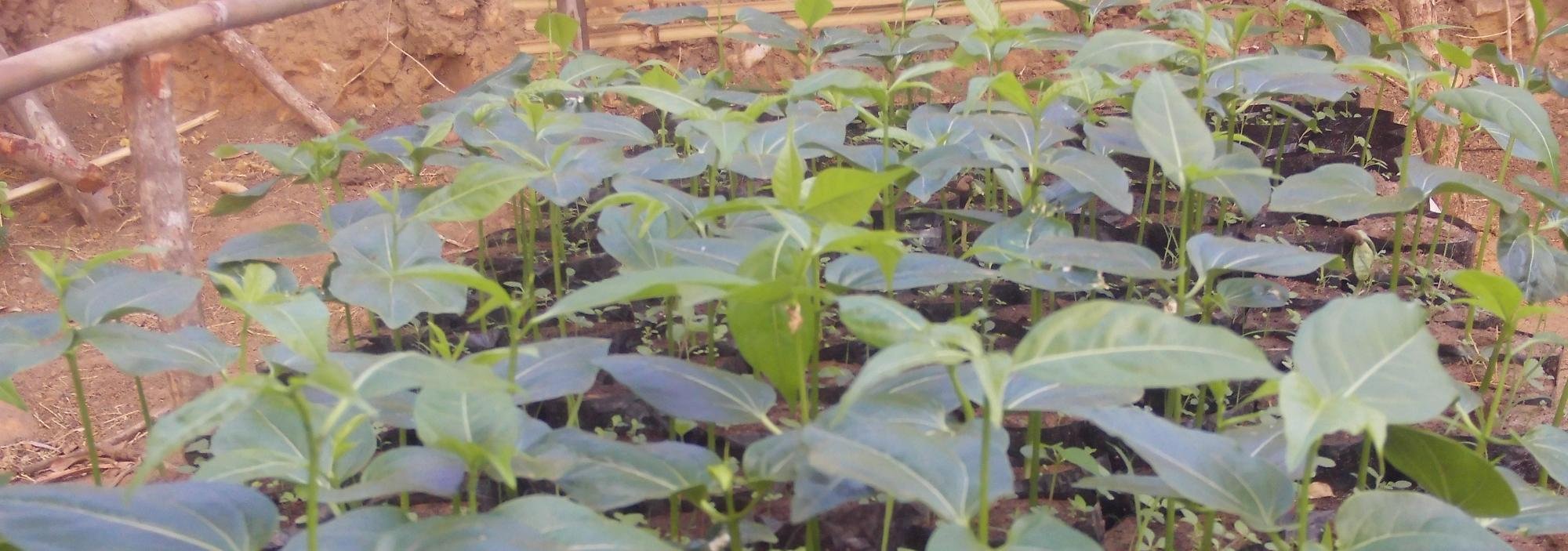 Growing Baobab seedlings