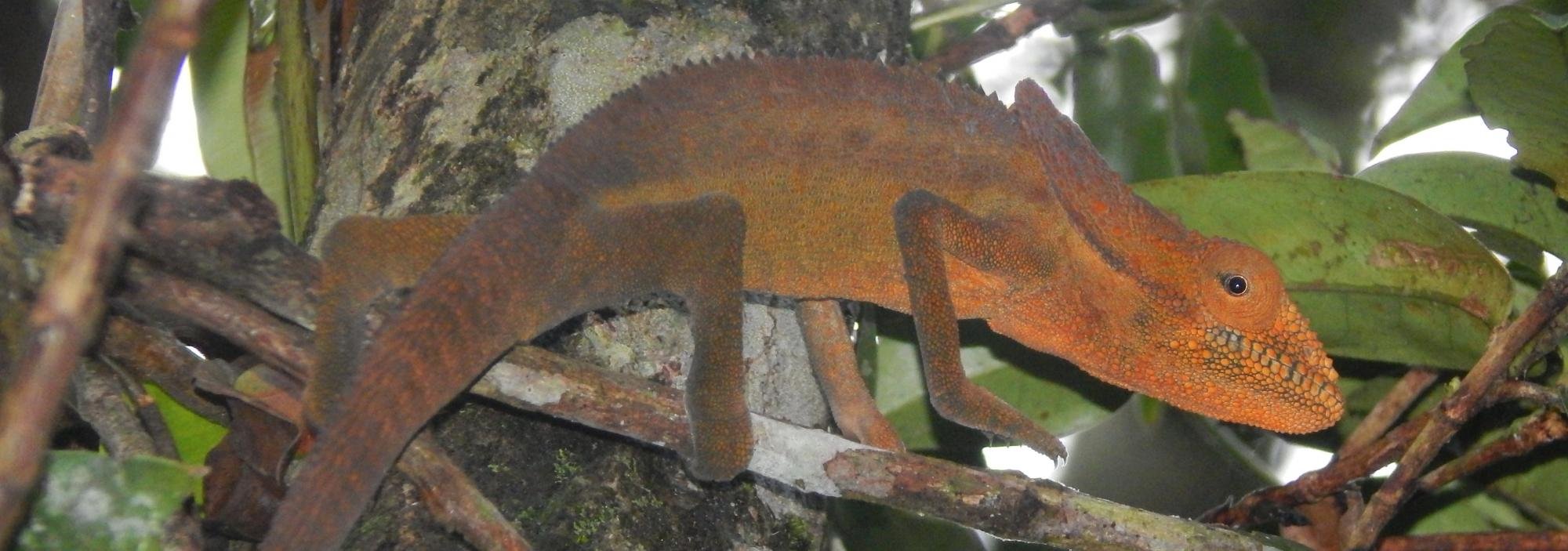 Calumma cucullatum in the Ambatofotsy protected area