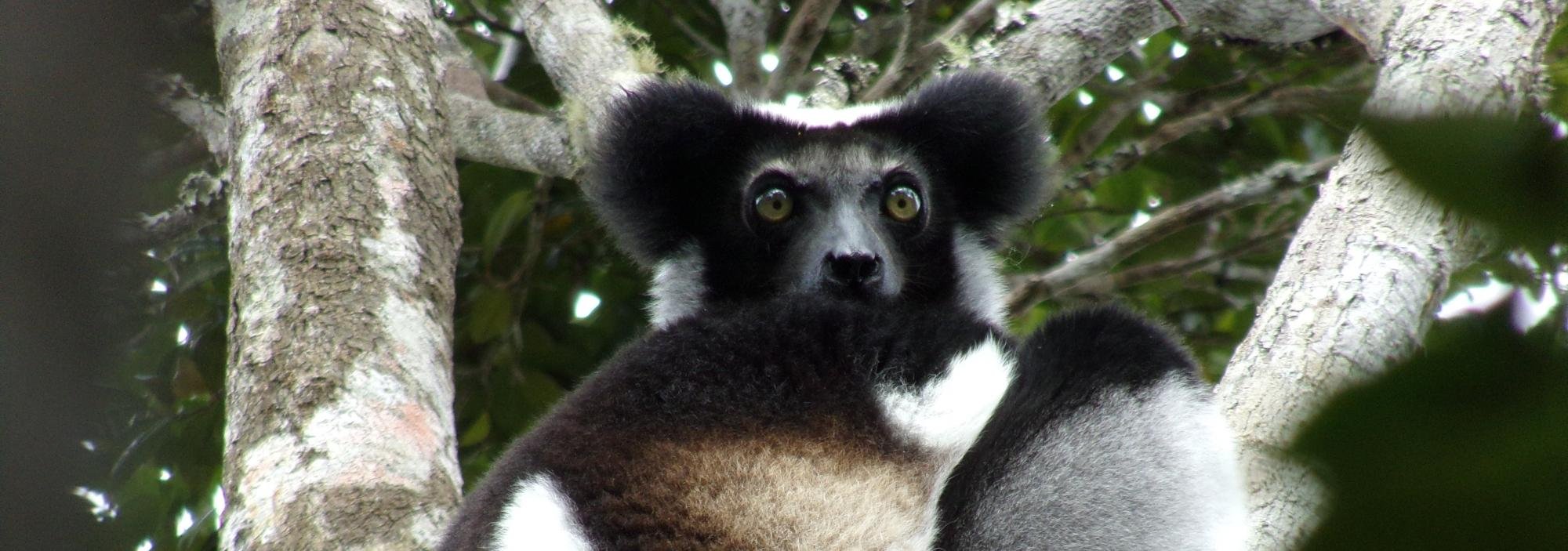 Indri indri in the new Mangebe protected area