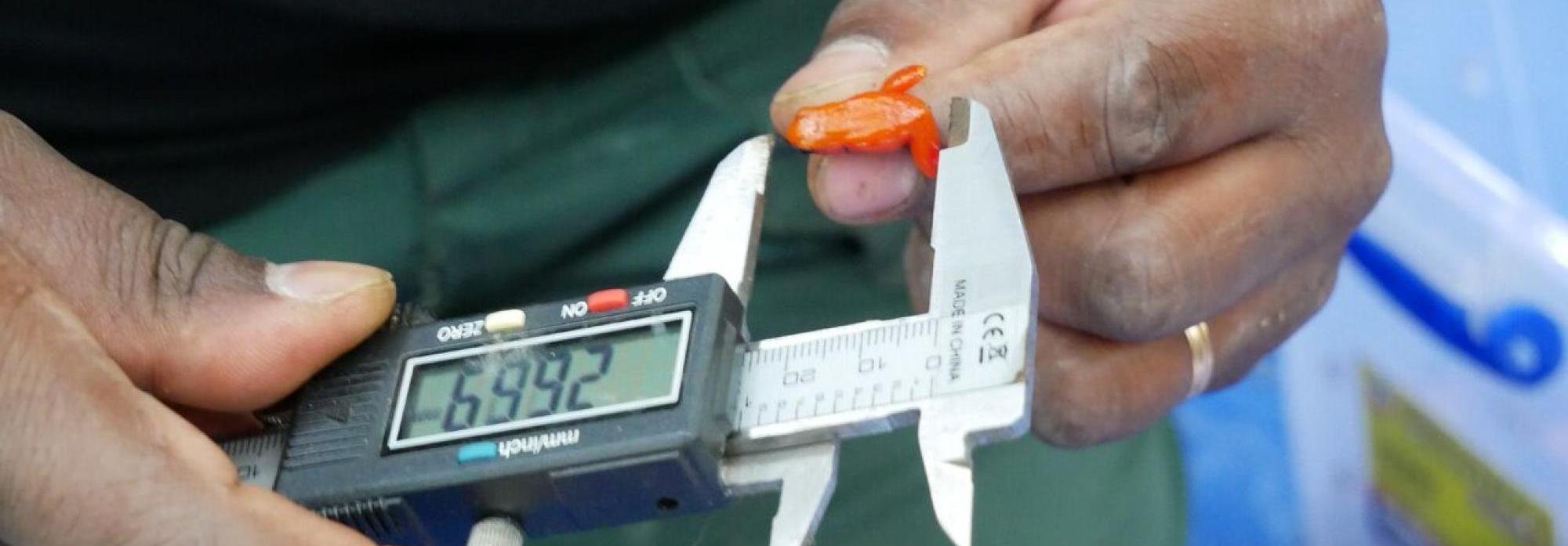 Measuring Golden mantella (Mantella aurantiaca)